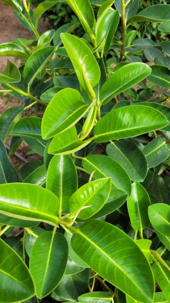 Large, sturdy Ficus - green-leaved, broad/bushy