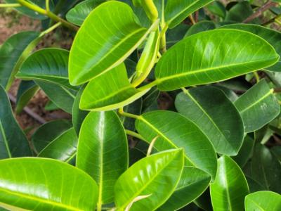 Large, sturdy Ficus - green-leaved, broad/bushy