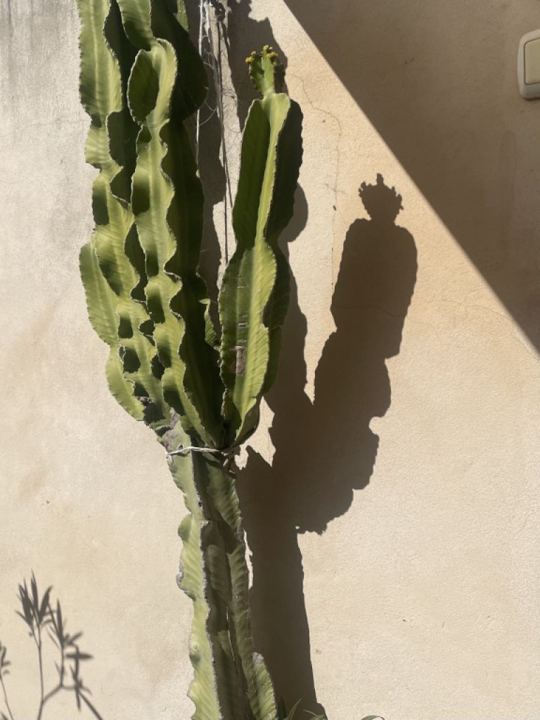 Cactus grande y hermoso