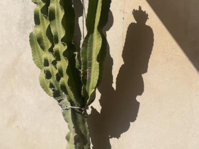 Großer schöner Kaktus