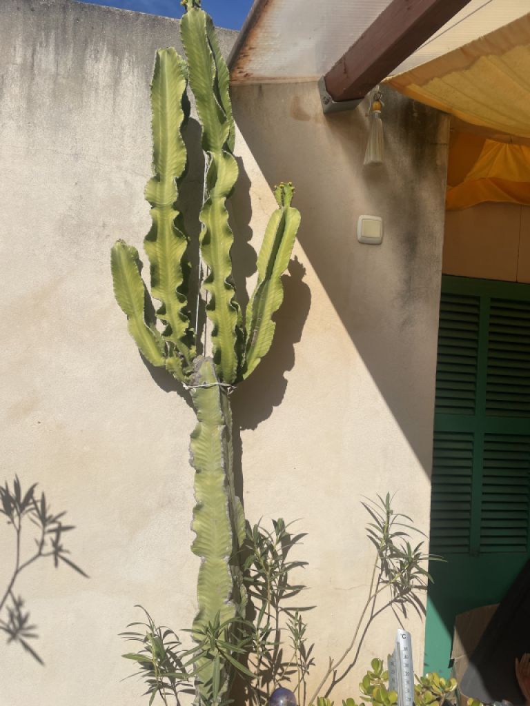 Cactus grande y hermoso