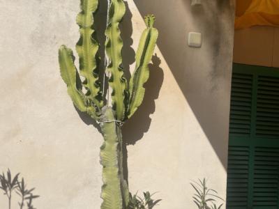 Cactus grande y hermoso