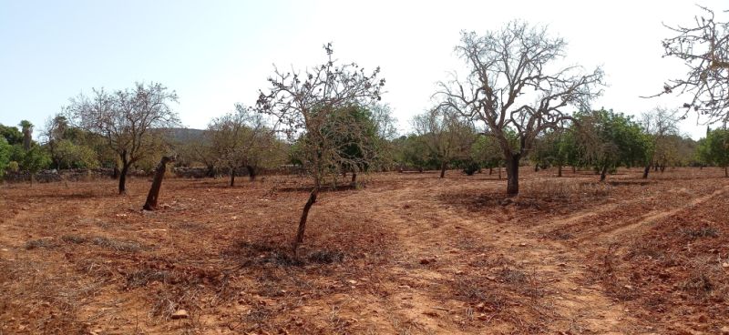 Grosses Grundstück zwischen Cas Concos und Santanyi --- T 22 CM