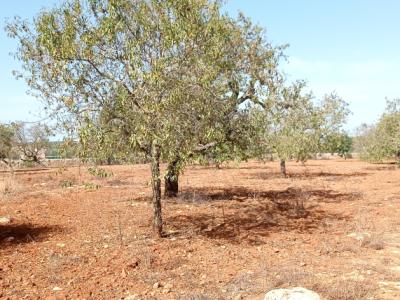 Grosses Grundstück zwischen Cas Concos und Santanyi --- T 22 CM