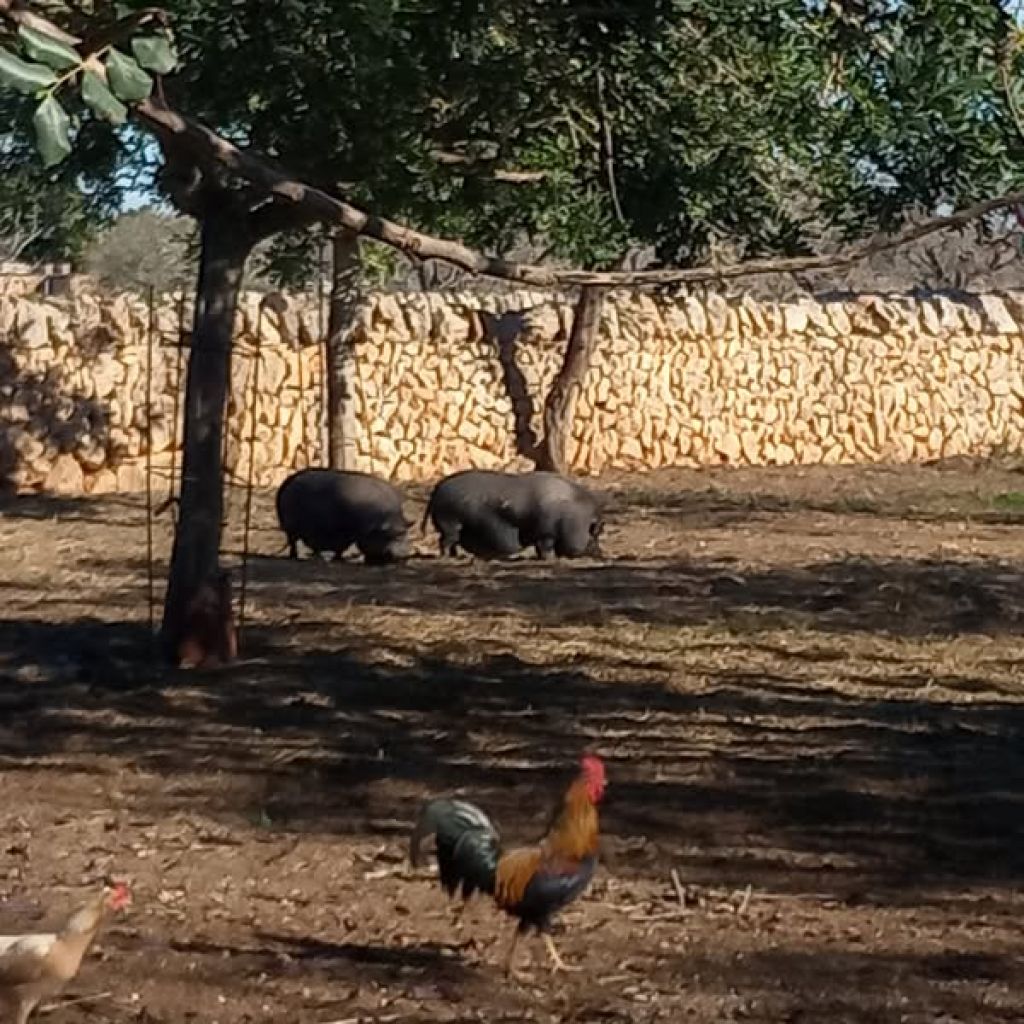 großes helles Wg Zimmer mit Duschbad/WC , eigener Eingang  auf rustikaler  spanischer Landfinca