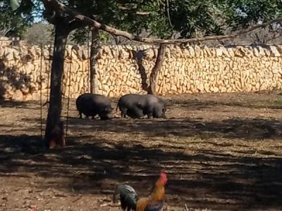 großes helles Wg Zimmer mit Duschbad/WC , eigener Eingang  auf rustikaler  spanischer Landfinca