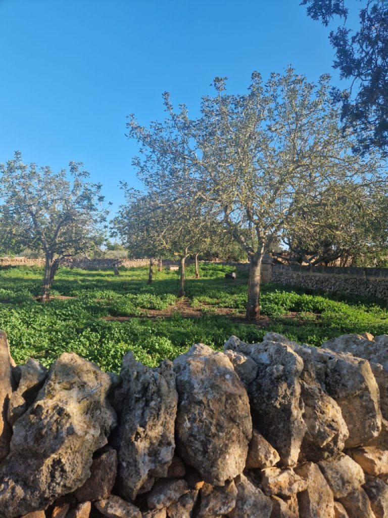 großes helles Wg Zimmer mit Duschbad/WC , eigener Eingang  auf rustikaler  spanischer Landfinca