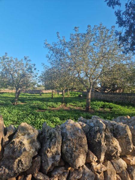 großes helles Wg Zimmer mit Duschbad/WC , eigener Eingang  auf rustikaler  spanischer Landfinca