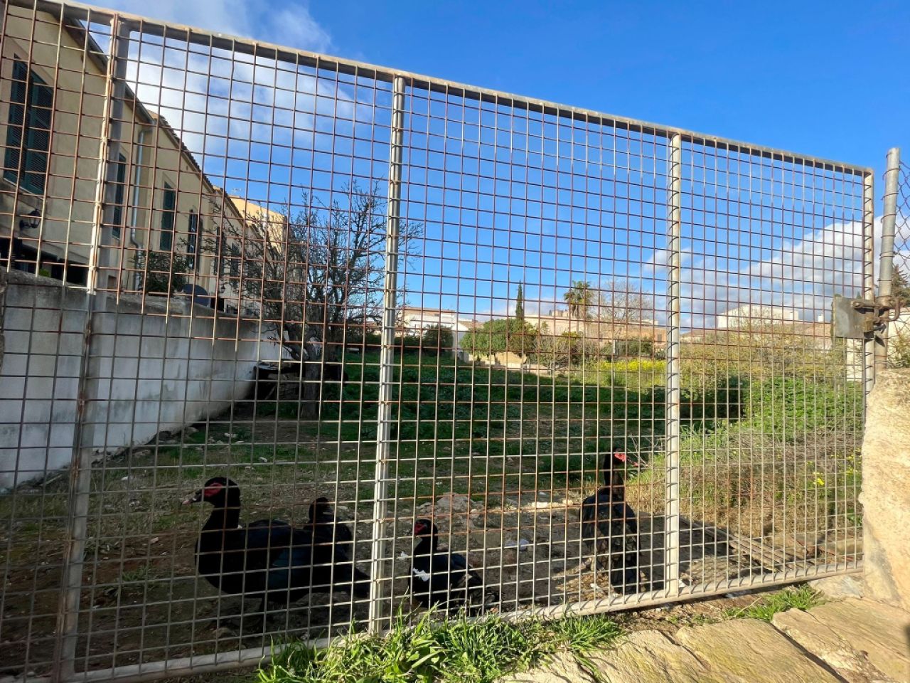 Large urban plot with 2 entrances in Cas Concos -- S 03 VK