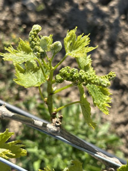 Grundstück  mit Weinreben - Ma-3521, ohne Hausnummer, Santa Margalida