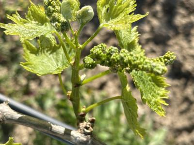 Grundstück  mit Weinreben - Ma-3521, ohne Hausnummer, Santa Margalida