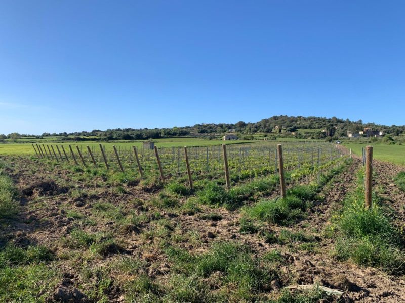 Grundstück  mit Weinreben - Ma-3521, ohne Hausnummer, Santa Margalida