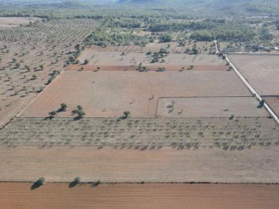 Land for sale in Disseminatado Primera Volta
