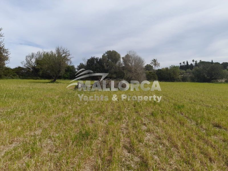 Terrenos en venta en Alcudia