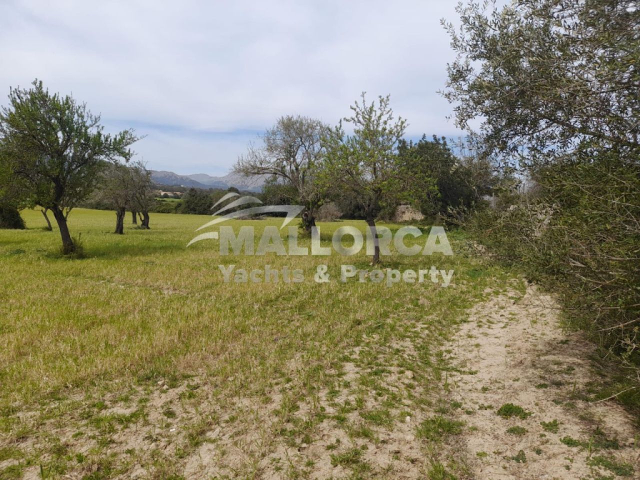 Terrenos en venta en Alcudia