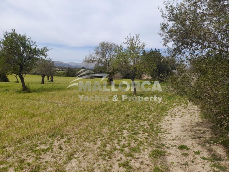 Terrenos en venta en Alcudia