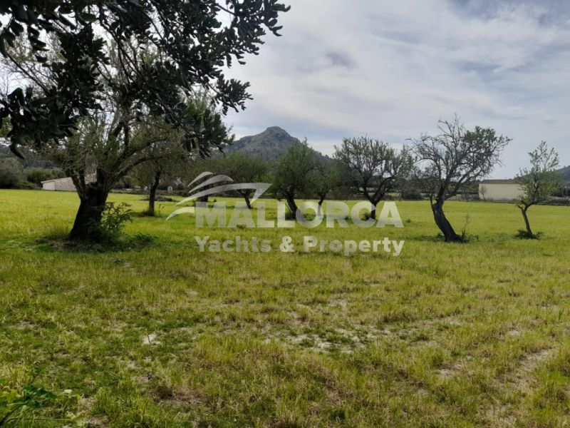 Terrenos en venta en Alcudia