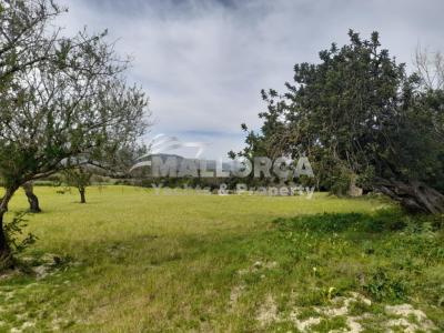 Terrenos en venta en Alcudia