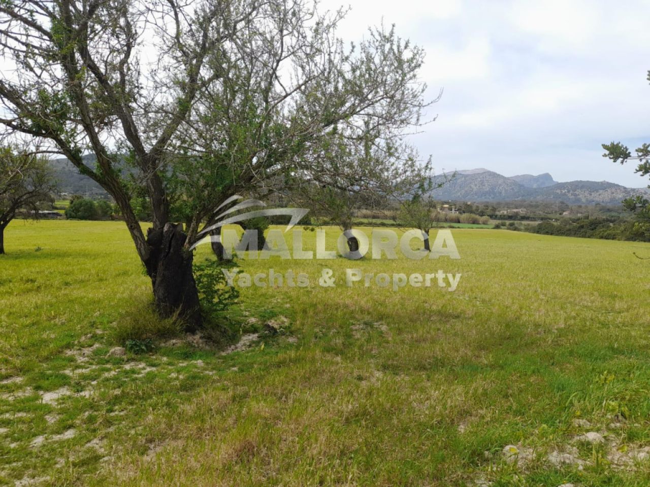 Terrenos en venta en Alcudia