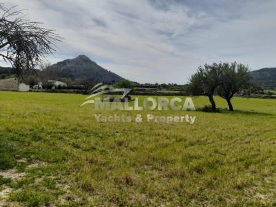 Terrenos en venta en Alcudia