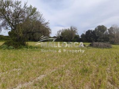 Terrenos en venta en Alcudia