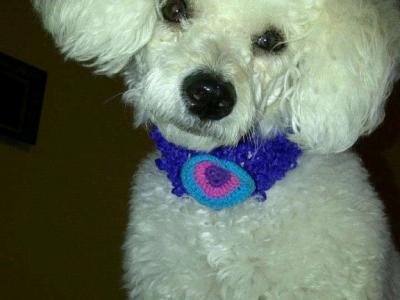 Haustierbetreuung bei Ihnen zu Hause und grundlegende Hundepflege