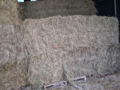 Heu 450 kg ballen aus Frankreich