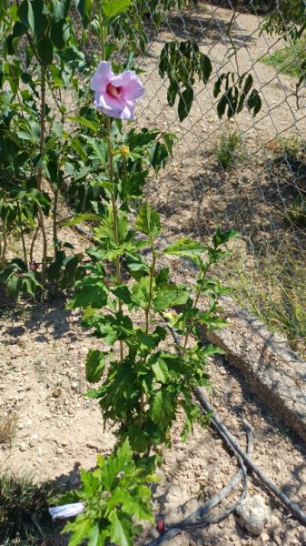 Hibiscus different color