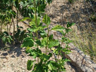 Hibiskus verschiedene Farbe