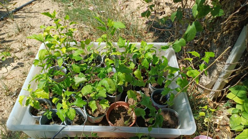 Hibiscus different color