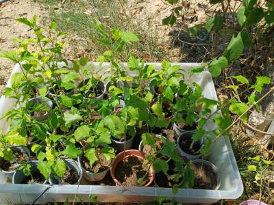 Hibiscus different color