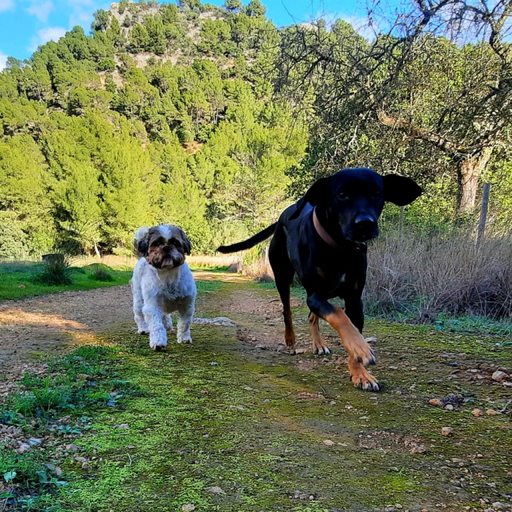 Dog care Dogsitter Dog boarding