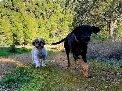 Hundebetreuung Dogsitter Hundepension