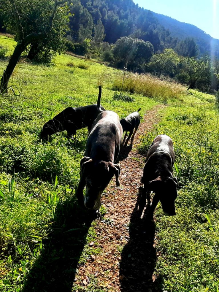 Dog care Dogsitter Dog boarding