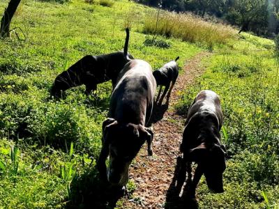 Dog care Dogsitter Dog boarding