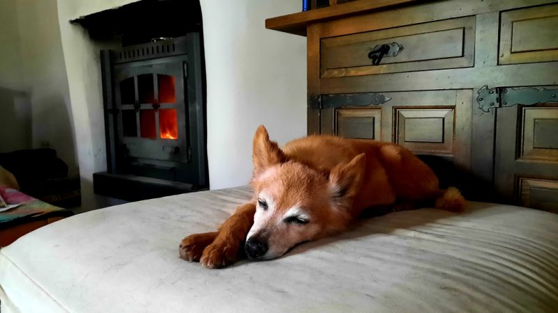 Dog care Dogsitting Holiday care for dogs