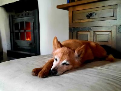 Hundebetreuung Dogsitting Urlaubsbetreuung für Hunde