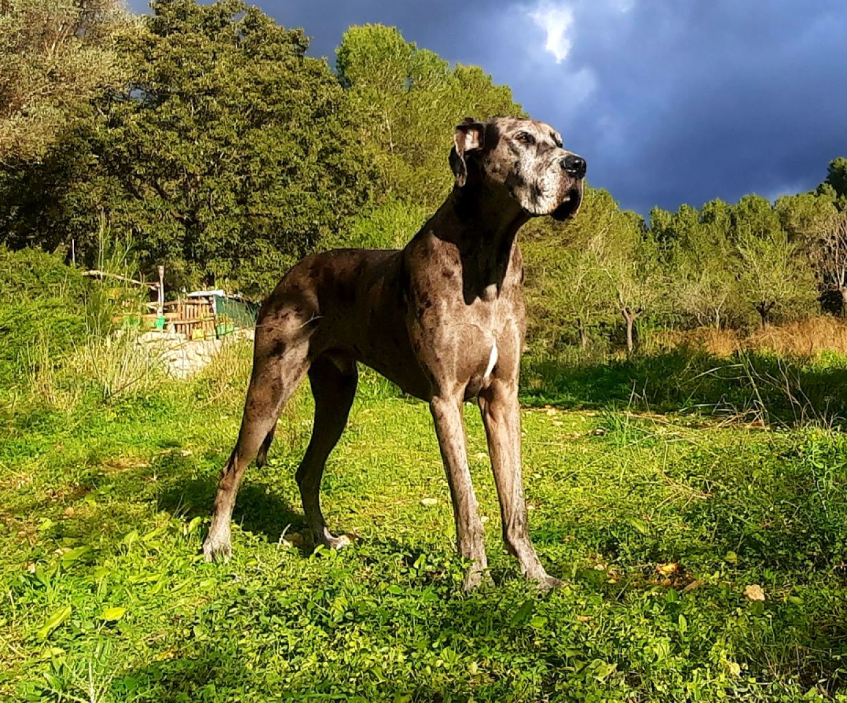 Dog care Dogsitting Holiday care for dogs