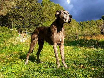 Dog care Dogsitting Holiday care for dogs