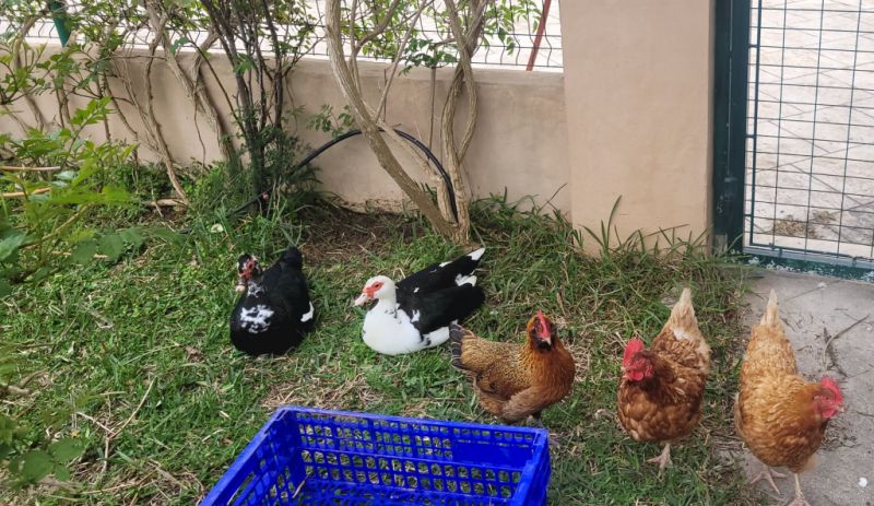 Doy 3 gallinas un gallo muy amabl y 3 patas