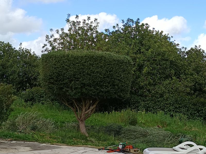 Inselweiter Gärtner