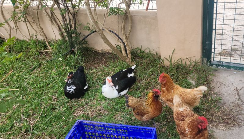 Young ducks looking for a new home