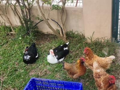 Junge Enten suchen ein neues Zuhause