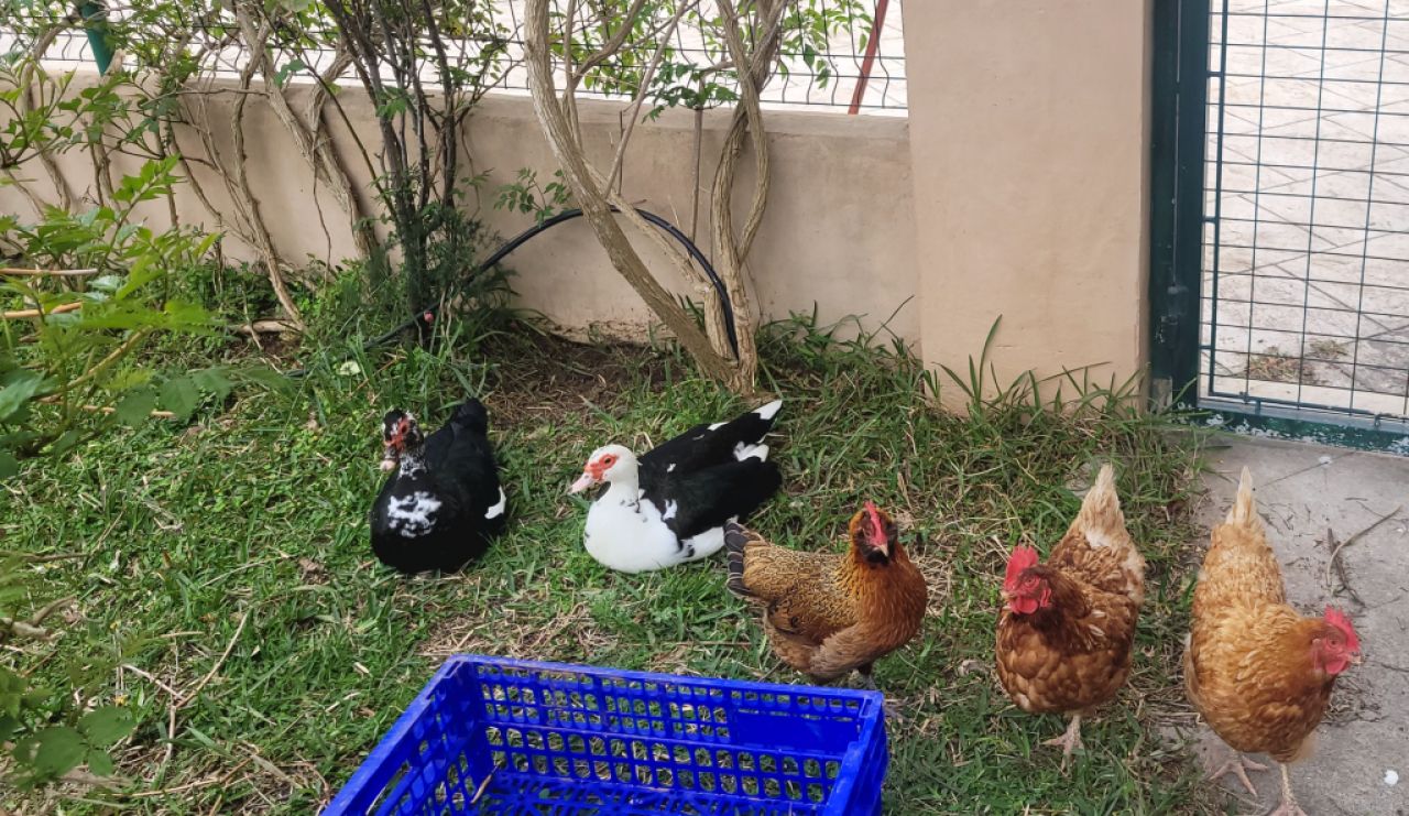 Young ducks looking for a new home