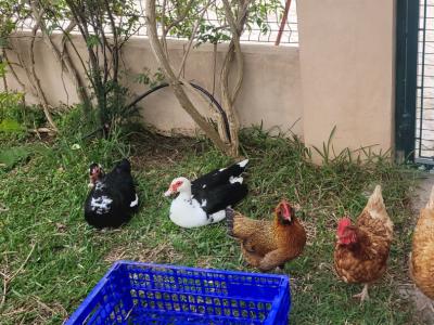 Young ducks looking for a new home