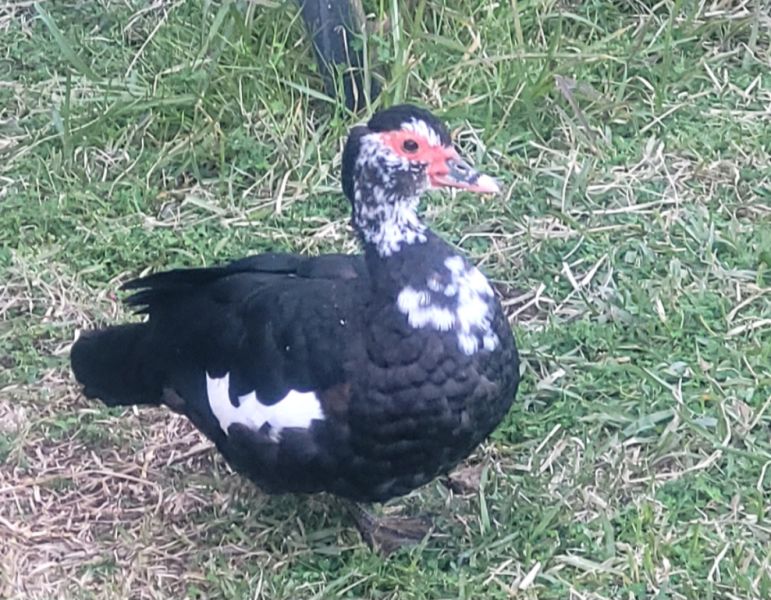 Young ducks looking for a new home