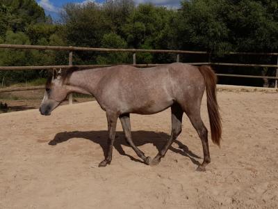 Jungstute Araber - Appaloosa