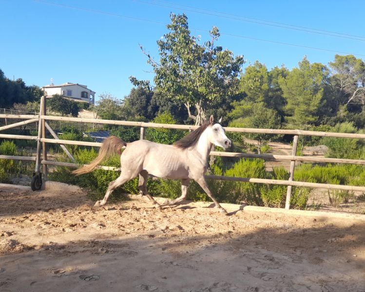 Jungstute Araber - Appaloosa