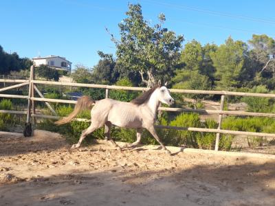 Jungstute Araber - Appaloosa