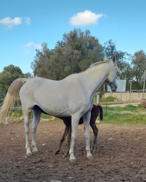 Jungstute Araber - Appaloosa